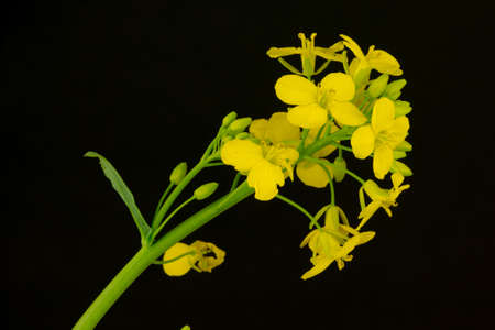 Close-up Portrait of a blossoming rapeseed - isolated in front of a black background