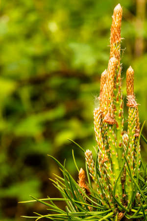 closeup view at sprout of a scotch pine - seen at nature reserve wahner heide near cologne, germany
