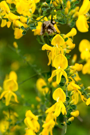 Scotch broom in blossom - seen at nature reserve wahner heide near cologne, germanyの写真素材