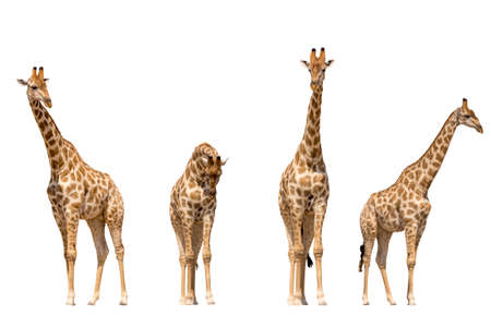 Set of four giraffe portraits, isolated on white backgroundの写真素材