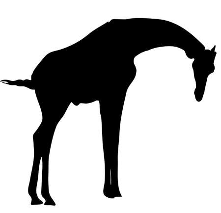 View on the silhouette of a giraffe - digitally hand drawn vector illustraionのイラスト素材