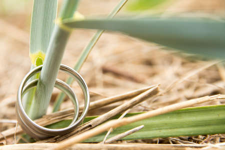 View of a pair of white golden wedding rings connected to natureの写真素材