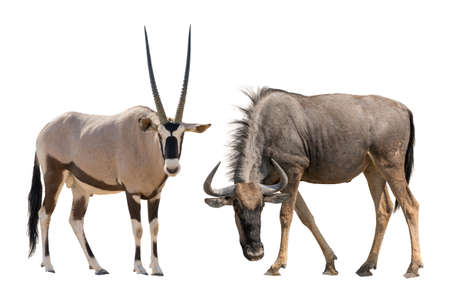 Set of oryx or gemsbuck and blue wildebeest portraits, isolated on white backgroundの写真素材