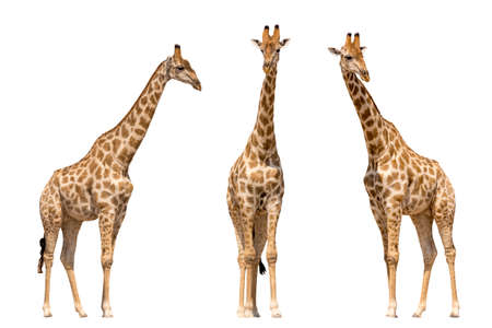 Set of three giraffes seen from front, isolated on white backgroundの写真素材