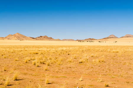 view of a scenery inside namib naukluft park, seen in namibia, africaの写真素材