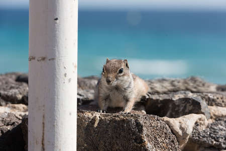 View on a ground squirrel with blurred background, funny animal with interesting posingの写真素材