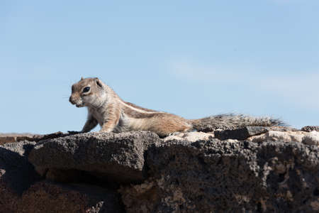 View on a ground squirrel with blurred background, funny animal with interesting posingの写真素材
