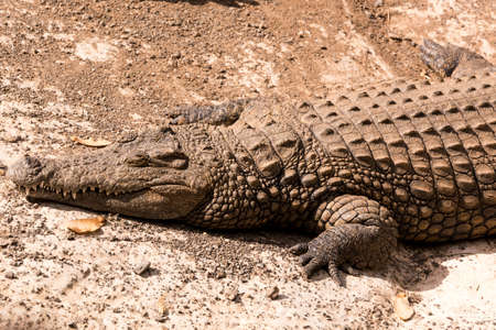 View on a lazy crocodile lying on the ground - head viewの写真素材