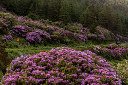view on rhododendron blossom at the vee, irelandの写真素材