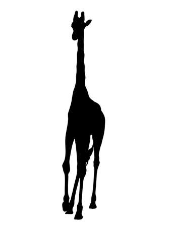Digitally handdrawn Silhouette of a giraffe isolated on white backgroundのイラスト素材