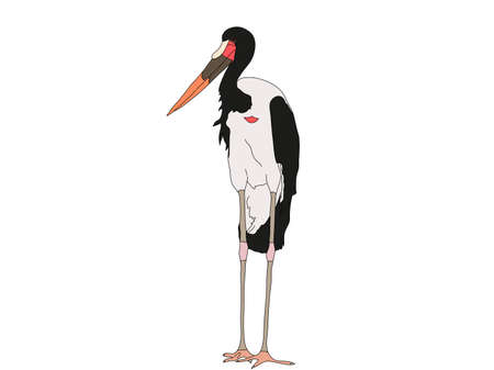 Digitally Handdrawn Illustration of a wildlife stork isolated on white backgroundのイラスト素材