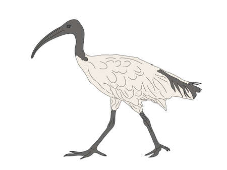 Digitally Handdrawn Illustration of a wildlife sea bird isolated on white backgroundのイラスト素材