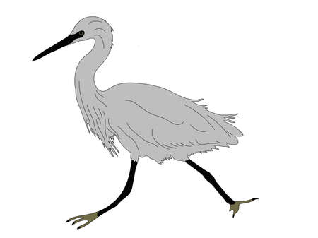 Digitally Handdrawn Illustration of a wildlife sea bird isolated on white backgroundのイラスト素材