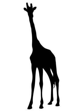 Digitally handdrawn Silhouette of a giraffe isolated on white backgroundのイラスト素材