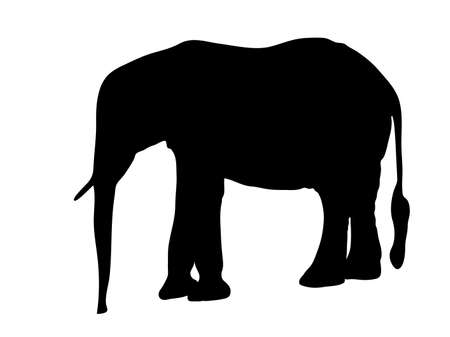 Digitally handdrawn Silhouette of a elephant isolated on white backgroundのイラスト素材