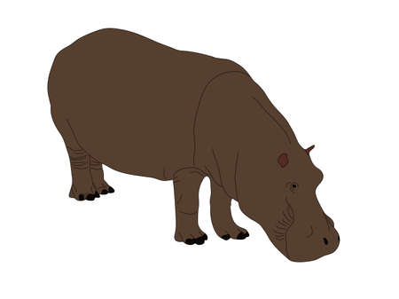 Digitally Handdrawn Illustration of a wildlife hippo isolated on white backgroundのイラスト素材