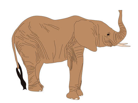 Digitally Handdrawn Illustration of a wildlife desert elephant isolated on white backgroundのイラスト素材