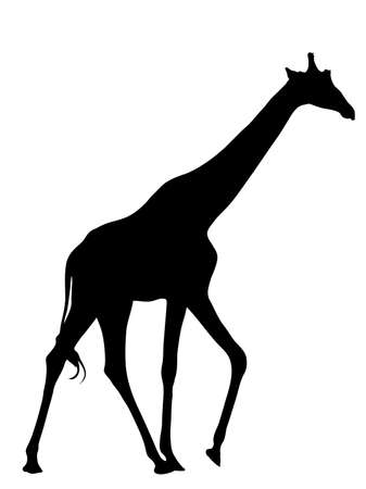 Digitally handdrawn Silhouette of a giraffe isolated on white backgroundの写真素材