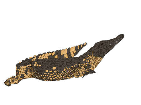 Digitally Handdrawn Illustration of a wildlife crocodile isolated on white backgroundの写真素材
