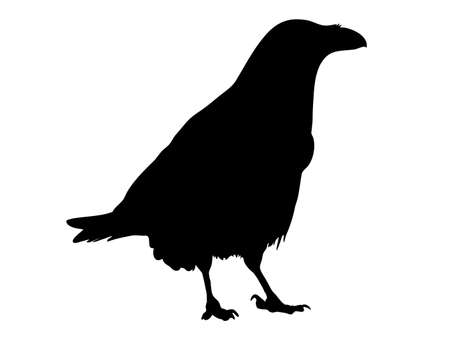 Digitally handdrawn Silhouette of a crow isolated on white backgroundの写真素材