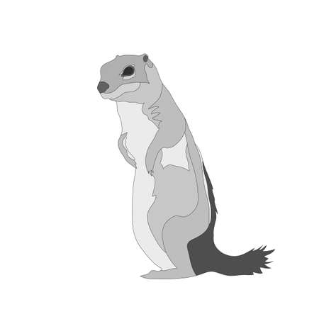 Digitally Handdrawn Illustration of a wildlife ground squirrel isolated on white background