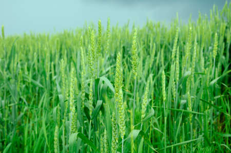 Wheat before a thunder-stormの写真素材