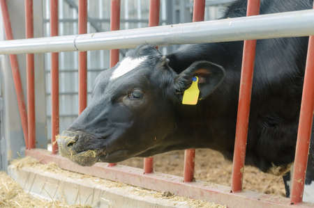 Modern farm. Cattle breeding.