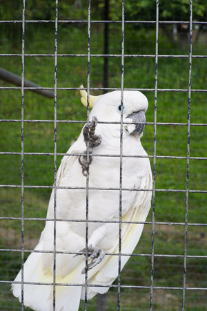 White Sulphur-crested Cockatoo in a cageの写真素材