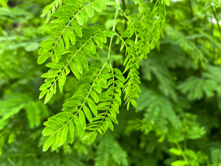 Green leaves of acacia tree in the garden. Nature background.の写真素材