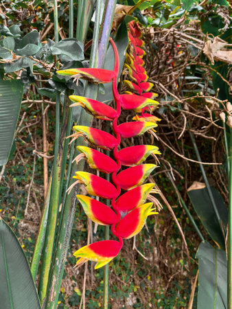 Beautiful Heliconia flower blooming in garden, java islandの写真素材