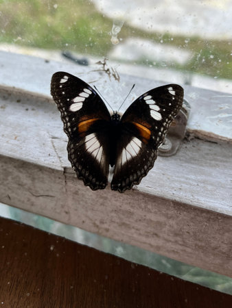 Butterfly on a window in a rainy day. Selective focus