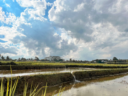 Landscape of rice field and cloudy sky in countryside of Indonesiaの写真素材