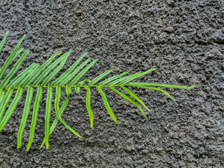 Green fern leaf on the gray concrete wall. Nature background.の写真素材