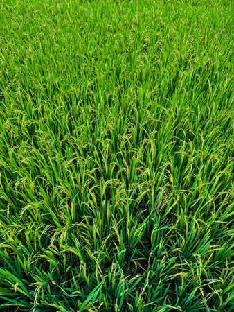 Close up of green rice field in the countrysideの写真素材