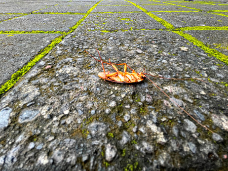 Dead cockroach on the cement floor in the park. Selective focus.の写真素材