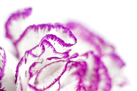 Close-up of magenta carnation; very shallow depth of field; isolated on white ground の写真素材