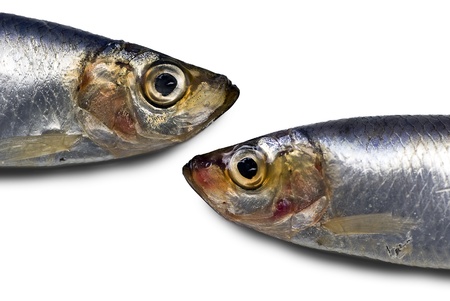 Sprats near miss; two sprats head-to-head; isolated on white groundの写真素材