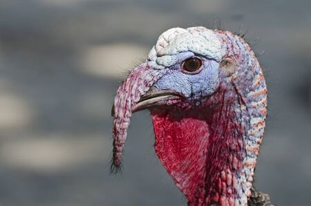 Turkey portrait; cross-looking turkey; differential focus; good copy space
