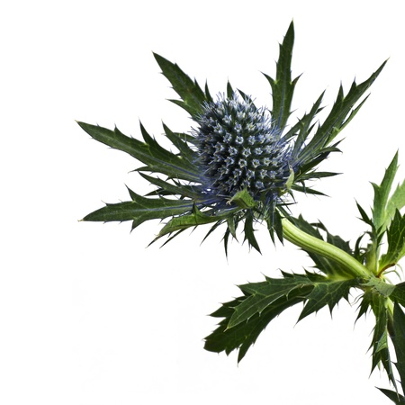 Close-up of single thistle flower; isolated on white ground; differential focusの写真素材