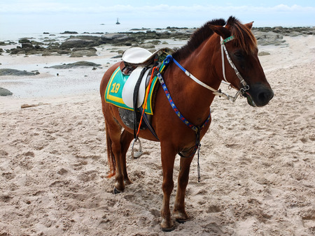Horse on the huahin beach in the morningのeditorial素材