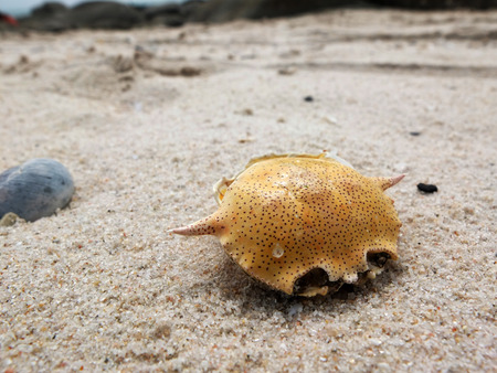 Dry dead crabs on the huahin beach.の写真素材