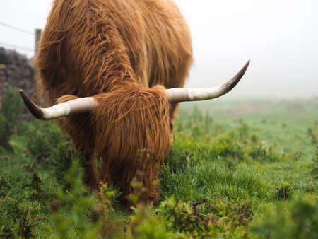 A Scottish Highland Cow grazing in a fieldの写真素材
