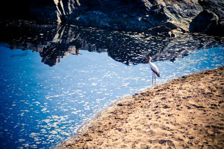 stork at pondの写真素材