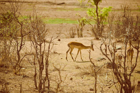 antelopeの写真素材