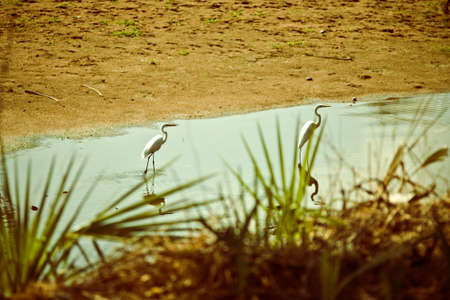 white storks in savannaの写真素材