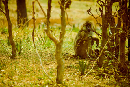 baboonの写真素材