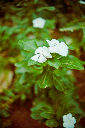 white flower of savannaの写真素材