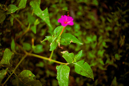 pink flower of savannaの写真素材