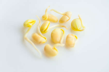 nine sprouted soybeans laying on the white backgroundの写真素材