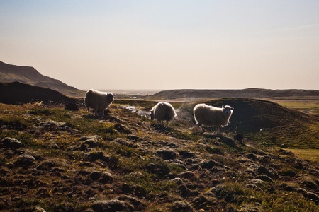 Icelandic sheeps in Reykjavik suburbs area. The hallmark of Iceland.の写真素材